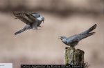 Cuckoo Aggression by Ronnie Gilbert, Keswick