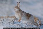 Mountain Hare in Habitat by Gianpiero Ferrari, Rolls Royce Derby