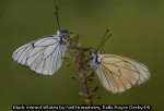 Black Veined Whites by Neil Humphries, Rolls Royce Derby PS