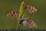 Glanville Fritillaries on Orchids by Neil Humphries, Rolls Royce Derby PS