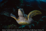 Green Turtle Bunaken Island by David Keep, Rolls Royce Derby PS