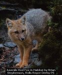 Juvenile Red Fox in Habitat by Brian Stephenson, Rolls Royce Derby PS