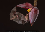 Pallas Long Tailed Bats by Roy Packer, Doncaster CC