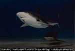 Patrolling Reef Sharks Bahamas by David Keep, Rolls Royce Derby PS