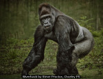 Silverback by Steve Proctor, Chorley PS