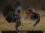 Squabbling Juvenile White-Tailed Eagles by Jamie MacArthur, Rolls Royce Derby PS