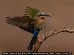 White Fronted Bee Eater by Jamie MacArthur, Rolls Royce Derby PS