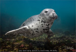 Grey Seal Farne Islands by David Keep, RR Derby