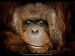 Orangutan by Stephanie Fleig, Chorley