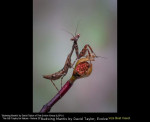 Budwing Mantis by David Taylor, Evolve