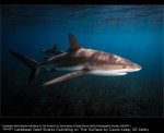 Caribbean Reef Sharks Patrolling At The Surface by David Keep, R