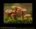 Fungi and Slug by Mick Durham, Dumfries
