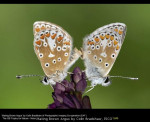 Mating Brown Argus by Colin Bradshaw, PICO