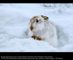 Mountain Hare Burrowing Down by Andrew Wainwright, RR Derby