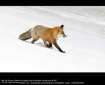 Red Fox Running Downhill by Stephen Lee, Dorchester