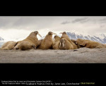 Svalbard Walrus Pod by Jane Lee, Dorchester