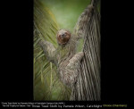 Three Toed Sloth by Pamela Wilson, Catchlight