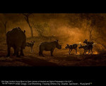Wild Dogs Confronting Young Rhino by Diane Jackson, Wayland