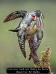 Common Cuckoos Mating by Jamie MacArthur, RR Derby