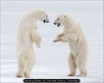 Dancing Bears by Pamela Wilson, Catchlight
