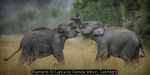 Elephants Sri Lanka by Pamela Wilson, Catchlight