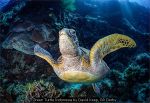 Green Turtle Indonesia by David Keep, RR Derby