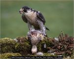 Male Peregrine Falcon with Teal by Sue Hartley, RR Derby