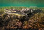 Saltwater Crocodile 2 Mangroves of Cuba by David Keep, RR Derby