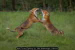 Wet Foxes Fighting by Julia Wainwright, Harrow