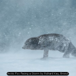 Arctic Fox Facing a Storm by Richard Kay, Bristol
