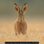 Brown Hare Stare by Spencer Burrows, RR Derby