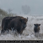 European Bison Cow and Calf by Anna Warrington, Stafford
