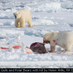 Ivory Gulls and Polar Bears with Kill by Helen Willis, RR Derby