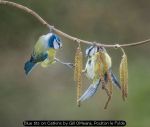 Blue tits on Catkins by Gill OMeara, Poulton le Fylde