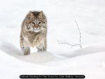 Bobcat Hunting In The Snow by Julie Walker, Keswick