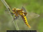 Broad Bodied Chaser Female by Stacey Purkiss, Cambridge