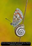 Brown Argus Butterfly and Snail by Martin Johnson, Royston