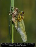 Four Spotted Chaser Escaping Exuvia by Alan Storey, Poulton le Fylde