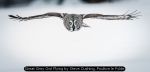 Great Grey Owl Flying by Steve Cushing, Poulton le Fylde