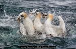 Hungry Gannets by Bob Coote, Royston
