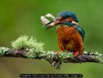 Kingfisher With Lively Fish by Robert Millin, Wigan 10