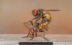 Mating Housefly by Bob Coote, Royston