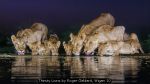 Thirsty Lions by Roger Geldard, Wigan 10