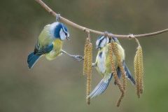 Blue tits on Catkins by Gill OMeara, Poulton le Fylde