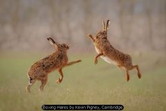 Boxing Hares by Kevin Pigney, Cambridge