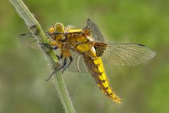 Broad Bodied Chaser Female by Stacey Purkiss, Cambridge