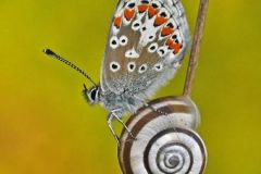 Brown Argus Butterfly and Snail by Martin Johnson, Royston