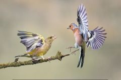 Chaffinch and Greenfinch Dispute by Richard OMeara, Poulton le Fylde