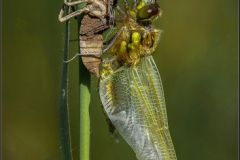 Four Spotted Chaser Escaping Exuvia by Alan Storey, Poulton le Fylde