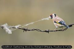 Goldfinch Gathering Wool by Richard OMeara, Poulton le Fylde